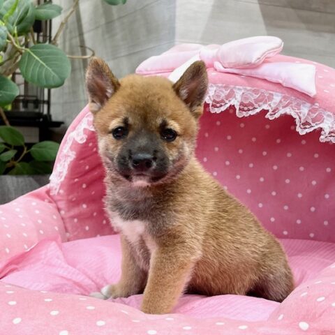 豆柴・風美・２ちゃんサムネイル