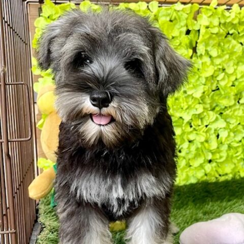 ミニチュアシュナウザー・ソング・３ちゃんサムネイル