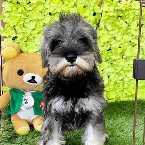 ミニチュアシュナウザー・たまえ・１ちゃんサムネイル