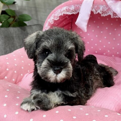 ミニチュアシュナウザー・・律音・１ちゃんサムネイル