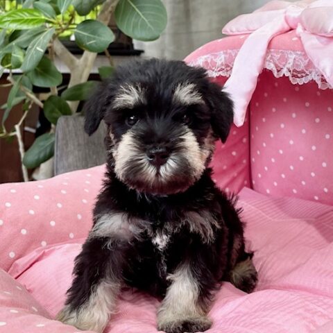 ミニチュアシュナウザー・・あず・２ちゃんサムネイル