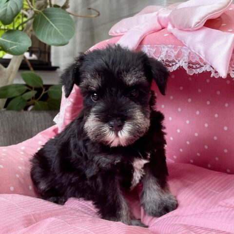 ミニチュアシュナウザー・・あず・１君サムネイル