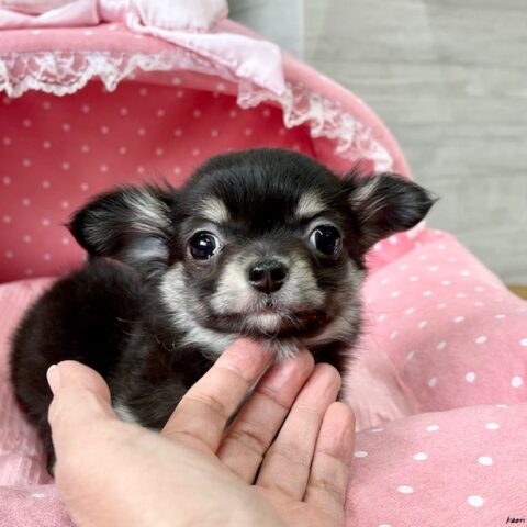 チワワ・まりも・２サムネイル