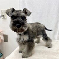 ミニチュアシュナウザー　　クラン・１君