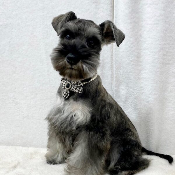 ミニチュアシュナウザー クラン・1君 | 【公式】子犬のブリーダー