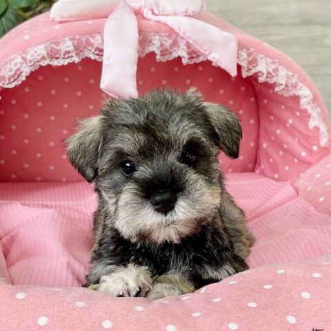 ミニチュアシュナウザー　　たまえ・２ちゃんサムネイル