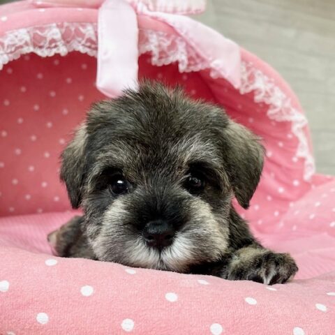 ミニチュアシュナウザー　　たまえ・３ちゃんサムネイル