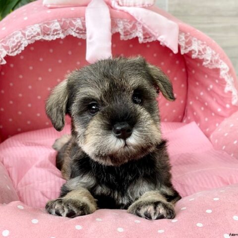 ミニチュアシュナウザー　　たまえ・４ちゃんサムネイル