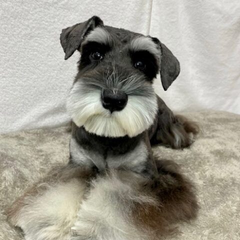 ミニチュアシュナウザー・里美・１君サムネイル