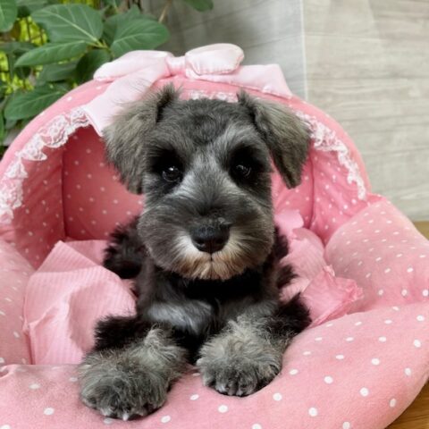 ミニチュアシュナウザー　　りりか・3ちゃんサムネイル