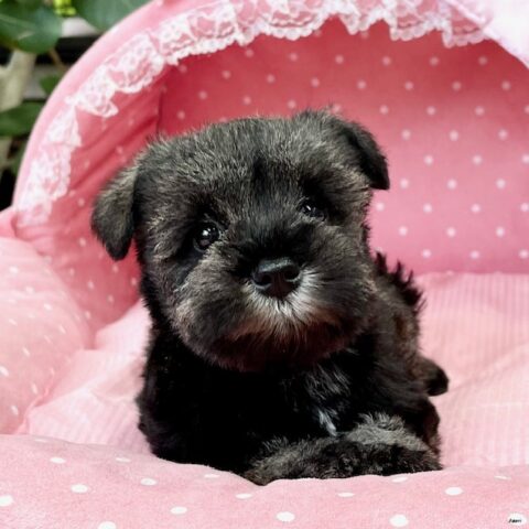 ミニチュアシュナウザー　　らぶり・２ちゃんサムネイル
