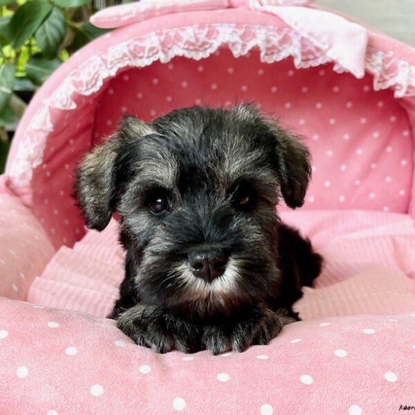 ミニチュアシュナウザー アンジー・2君 | 【公式】子犬のブリーダー