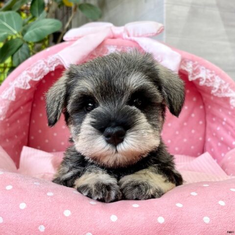 ミニチュアシュナウザー　　心菜・２ちゃんサムネイル