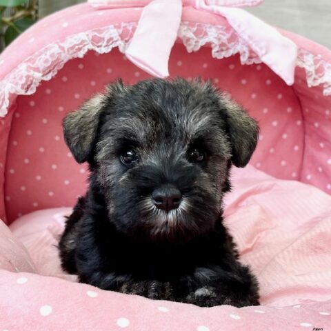 ミニチュアシュナウザー　　心菜・３ちゃんサムネイル