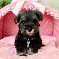 ミニチュアシュナウザー　　夜月・２ちゃん