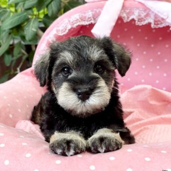 ミニチュアシュナウザー　　はるあ・１ちゃんサムネイル