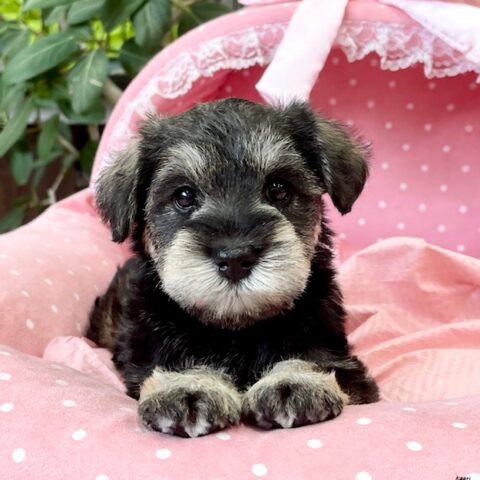 ミニチュアシュナウザー　　はるあ・１ちゃんサムネイル