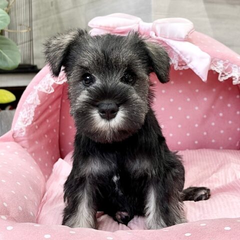 ミニチュアシュナウザー　　にこる・２ちゃんサムネイル