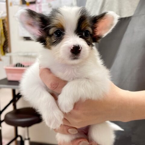 パピヨン・とみ・３ちゃんサムネイル