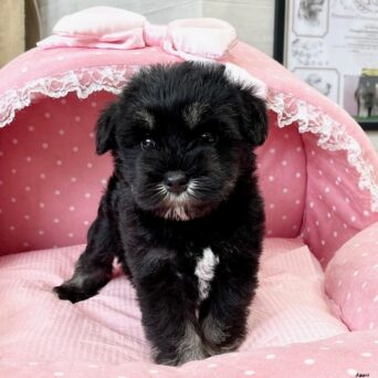 ミニチュアシュナウザー　　じゃむ・１ちゃんサムネイル
