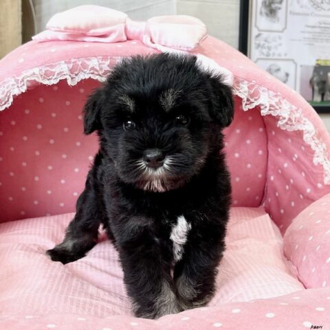 ミニチュアシュナウザー　　じゃむ・１ちゃんサムネイル