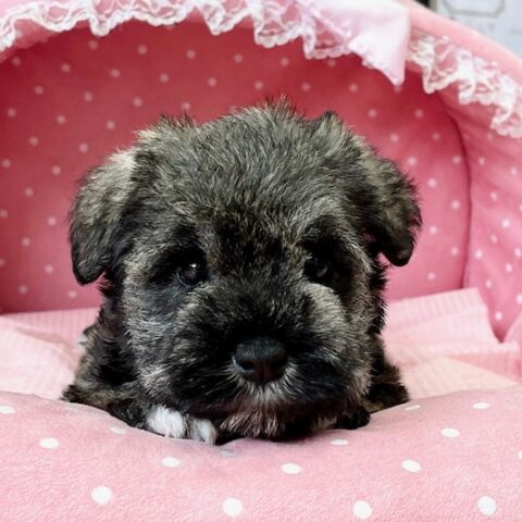 ミニチュアシュナウザー　　じゃむ・２ちゃんサムネイル