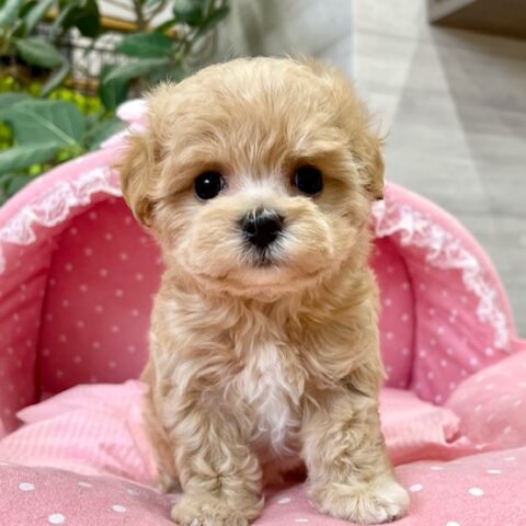 MIXマルプー・りらん・１ちゃんサムネイル