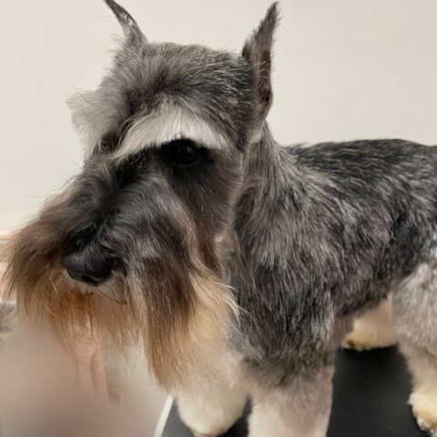 ミニチュアシュナウザー　　風舞君サムネイル