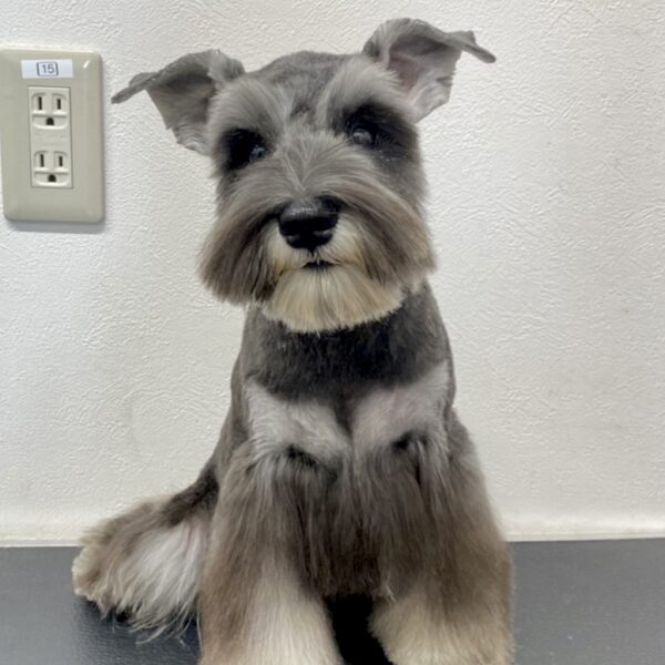 ミニチュアシュナウザー・・そんぐ・1君 | 【公式】子犬のブリーダー