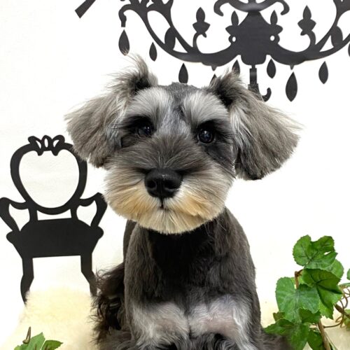 ミニチュアシュナウザー　　こずえ・１ちゃん