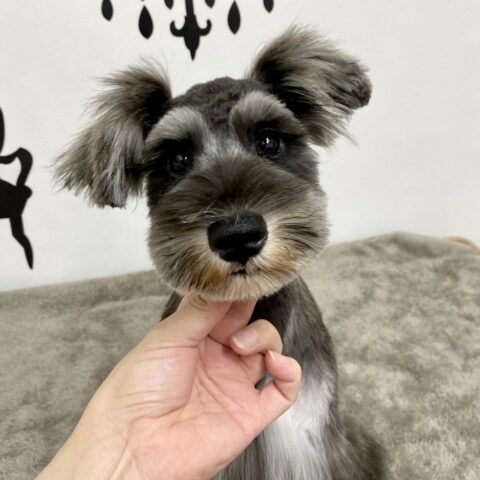 ミニチュアシュナウザー　　美花・３ちゃんサムネイル