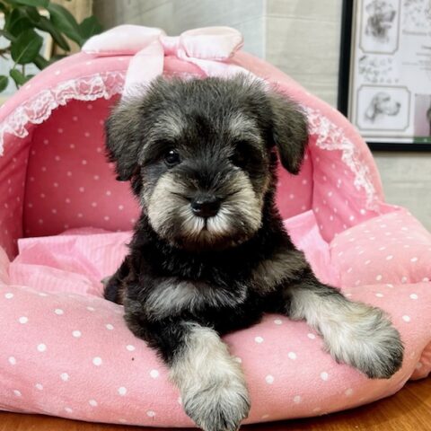 ミニチュアシュナウザー　　わらび・２ちゃんサムネイル