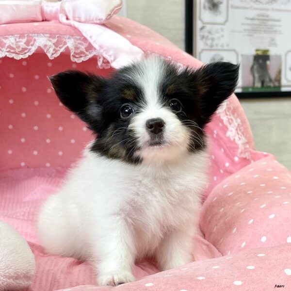 パピヨン・とわ・3ちゃん | 【公式】子犬のブリーダー・ミニチュア