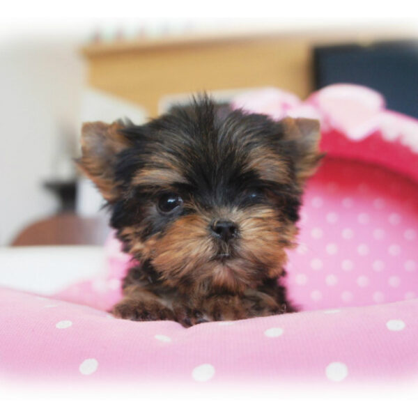 ミックス犬(チワワ×ヨークシャーテリア)【愛知県・男の子・2023