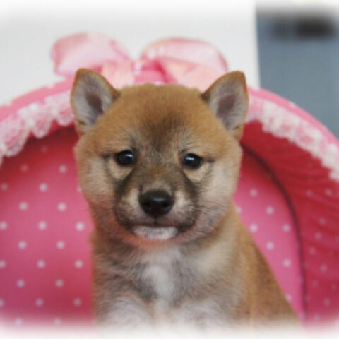 柴犬・のの子・１