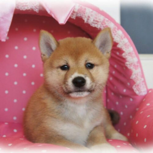柴犬・のの子・２