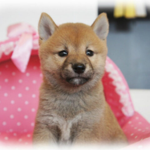 柴犬・のの子・３