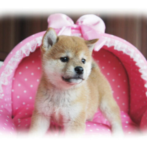 柴犬・文月・４