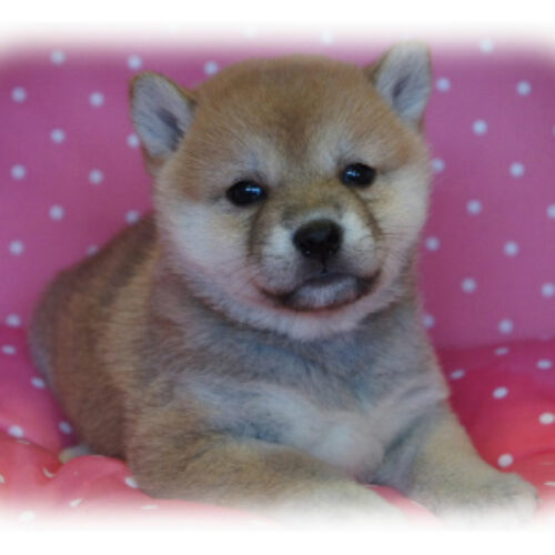 柴犬・玉輝・１