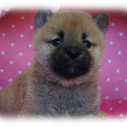柴犬・玉輝・２