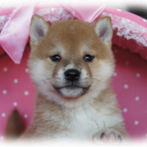 柴犬・水無月・１