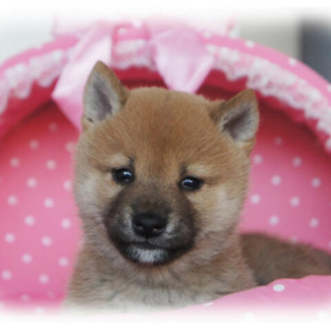 柴犬・水無月・２