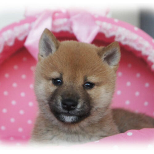 柴犬・水無月・２