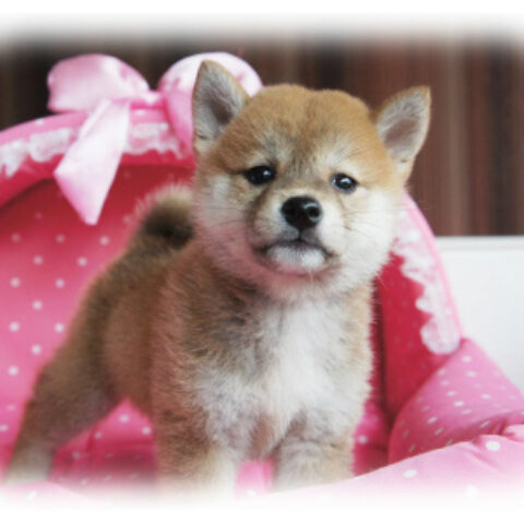 柴犬・文月・５