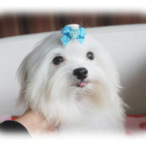 マルチーズ・ほのか・1 | 【公式】子犬のブリーダー・ミニチュア