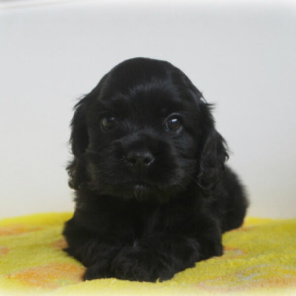 アメリカンコッカースパニエル・タンゴ・2 | 【公式】子犬の