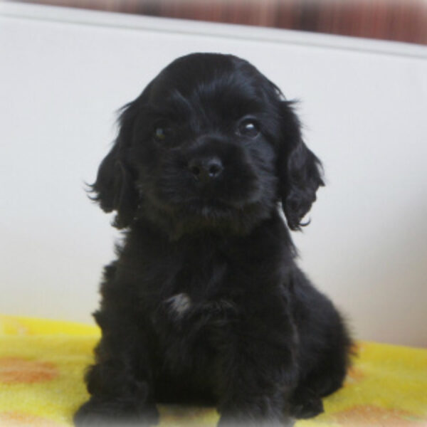 アメリカンコッカースパニエル・タンゴ・2 | 【公式】子犬の