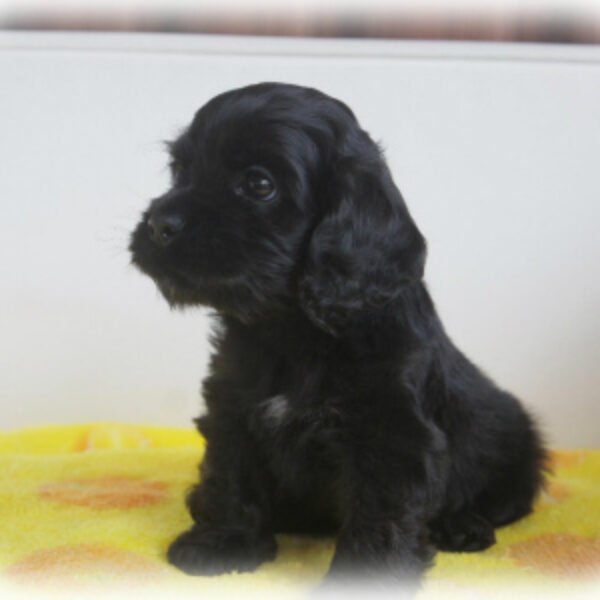 ２匹おまとめウィンスタンレイ、ジンジャーサイズ3とコッカスパニエル ウィンスタンレイキャット(ケンジントンキャット)サイズ「3