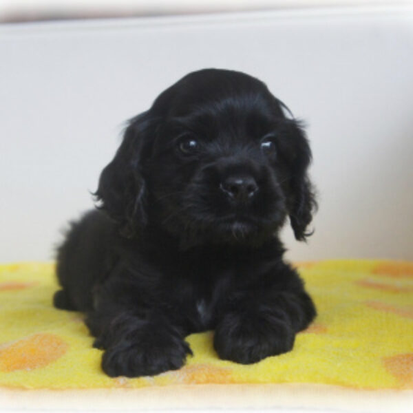 アメリカンコッカースパニエル・タンゴ・2 | 【公式】子犬の