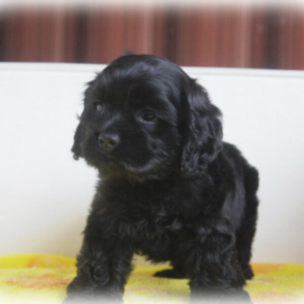 アメリカンコッカースパニエル・タンゴ・3 | 【公式】子犬の